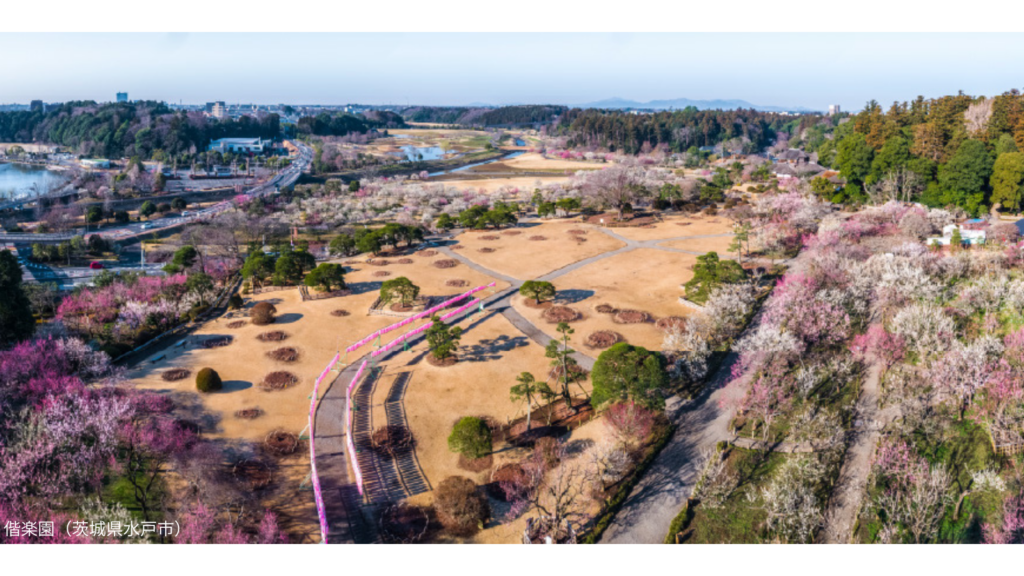早春の梅が満開の偕楽園を上空から撮影した画像